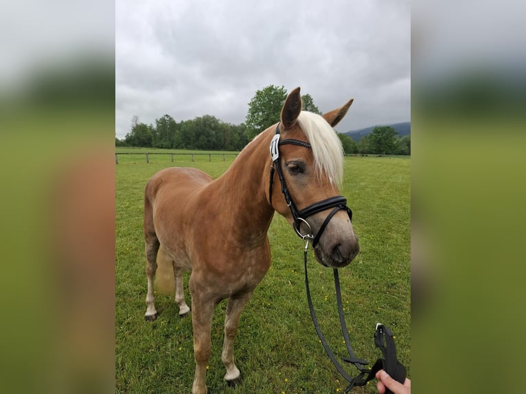 Haflinger Stute 3 Jahre 147 cm Fuchs in Flintsbach