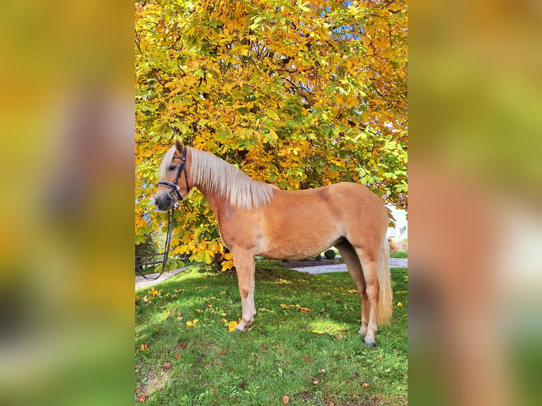 Haflinger Stute 3 Jahre 147 cm Fuchs in Mühlen