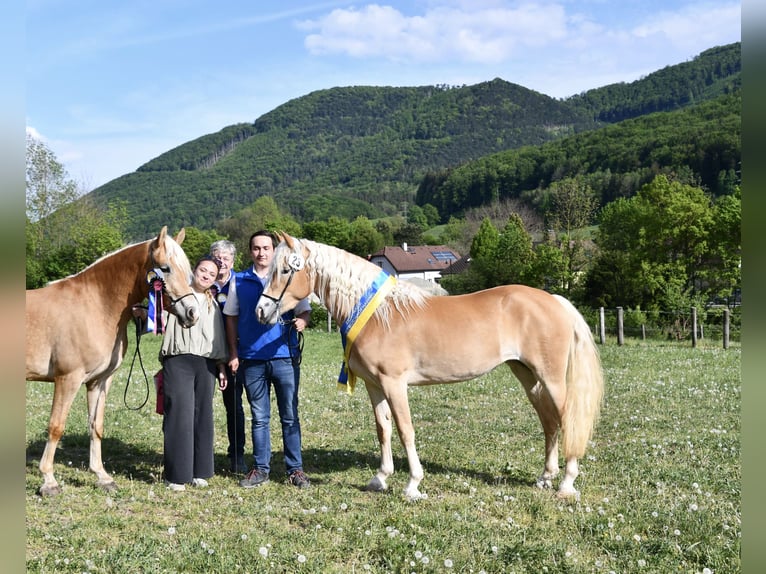 Haflinger Stute 3 Jahre 147 cm Fuchs in Annaberg