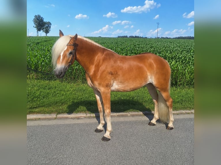 Haflinger Stute 3 Jahre 148 cm  in Dingolfing
