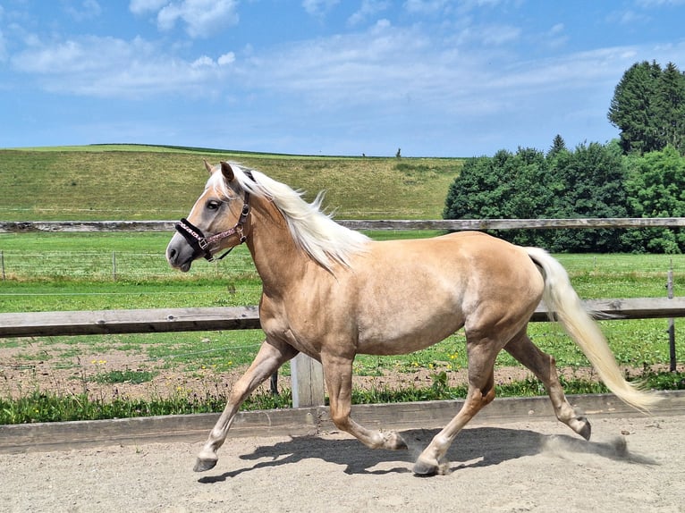 Haflinger Stute 3 Jahre 148 cm in Argenb&#xFC;hl