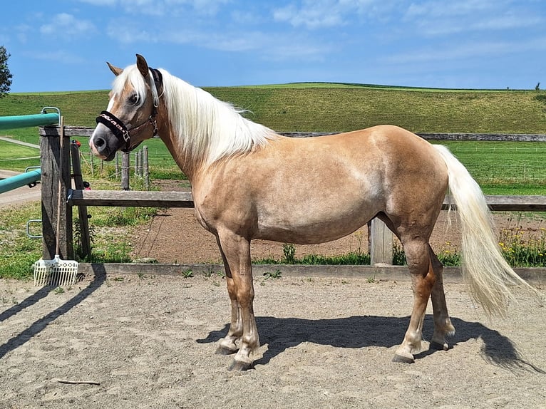 Haflinger Stute 3 Jahre 148 cm in Argenb&#xFC;hl