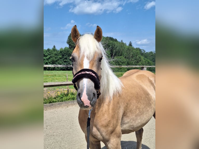 Haflinger Stute 3 Jahre 148 cm in Argenb&#xFC;hl