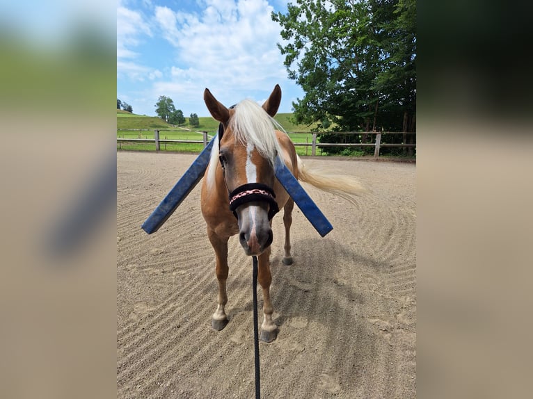 Haflinger Stute 3 Jahre 148 cm in Argenb&#xFC;hl