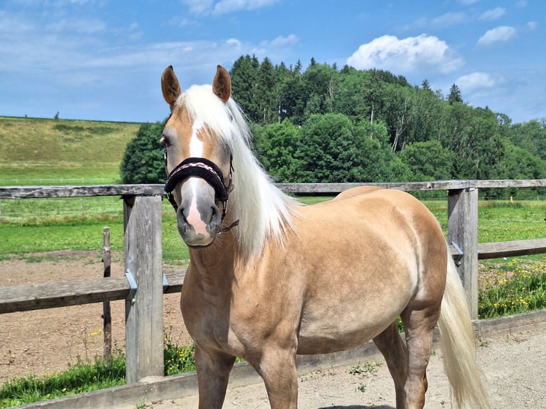 Haflinger Stute 3 Jahre 148 cm in Argenb&#xFC;hl