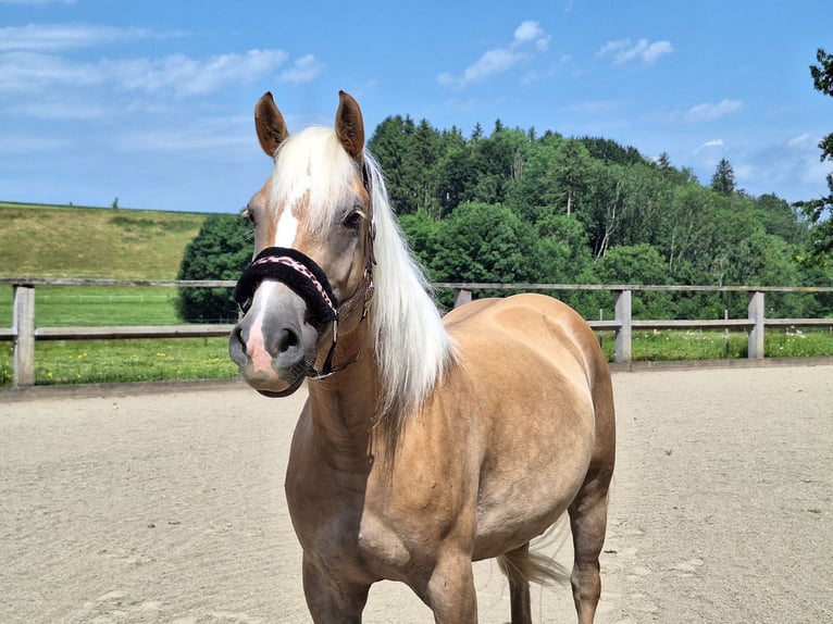 Haflinger Stute 3 Jahre 148 cm in Argenb&#xFC;hl