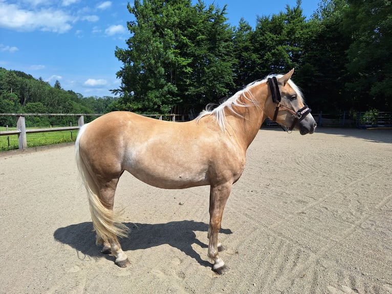 Haflinger Stute 3 Jahre 148 cm in Argenb&#xFC;hl