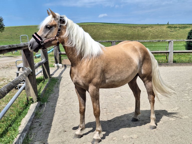 Haflinger Stute 3 Jahre 148 cm in Argenb&#xFC;hl