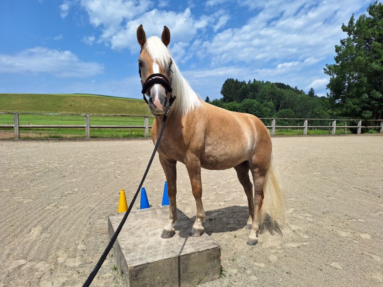 Haflinger Stute 3 Jahre 148 cm in Argenb&#xFC;hl