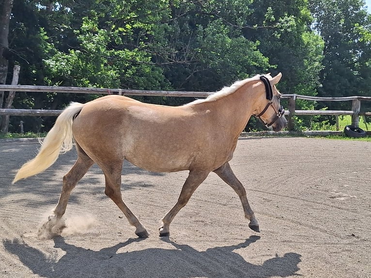 Haflinger Stute 3 Jahre 148 cm in Argenb&#xFC;hl