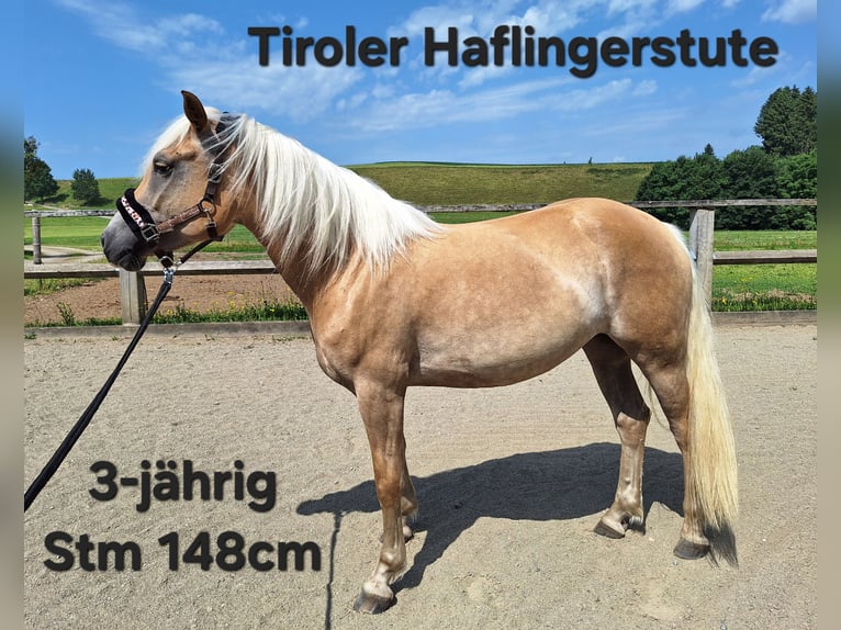 Haflinger Stute 3 Jahre 148 cm in Argenb&#xFC;hl