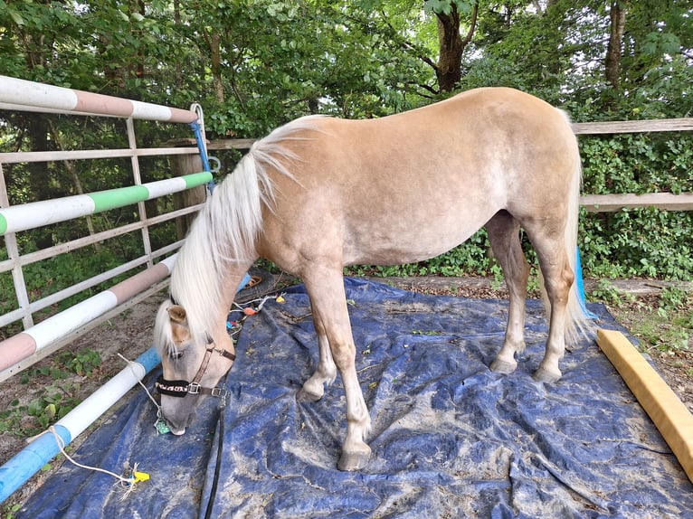 Haflinger Stute 3 Jahre 148 cm in Argenb&#xFC;hl