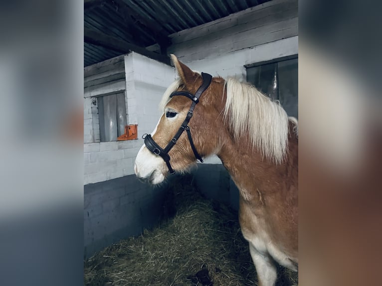 Haflinger Stute 3 Jahre 148 cm Fuchs in Meine