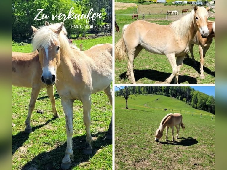 Haflinger Stute 3 Jahre 148 cm Fuchs in Basel
