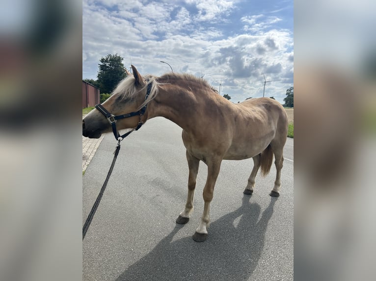 Haflinger Stute 3 Jahre 148 cm Fuchs in Haren