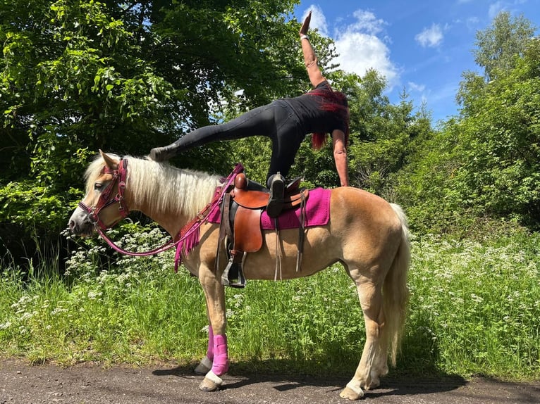 Haflinger Stute 3 Jahre 148 cm Fuchs in Linkenbach