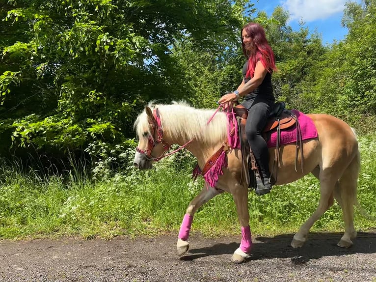 Haflinger Stute 3 Jahre 148 cm Fuchs in Linkenbach