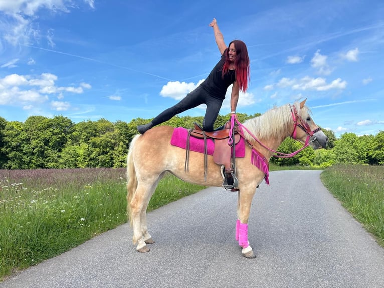 Haflinger Stute 3 Jahre 148 cm Fuchs in Linkenbach