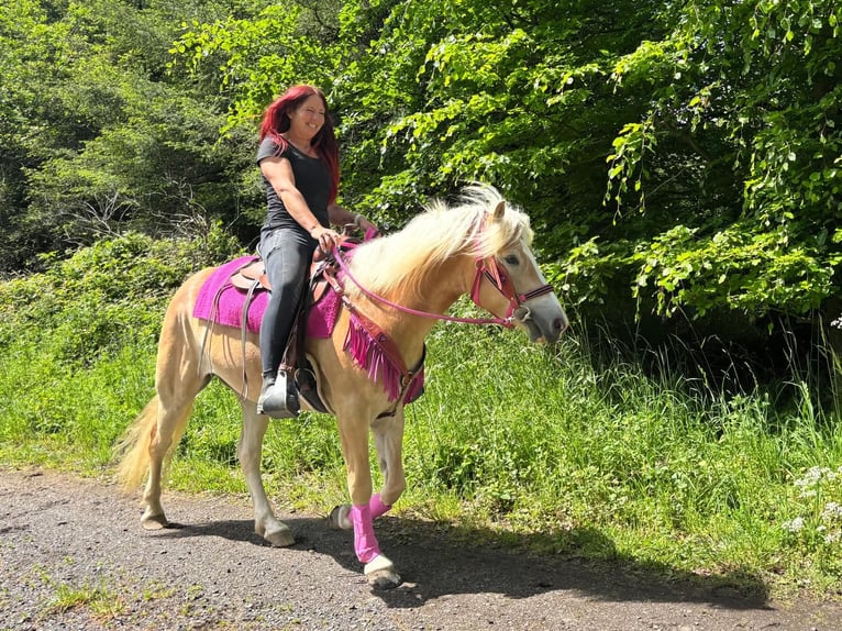 Haflinger Stute 3 Jahre 148 cm Fuchs in Linkenbach