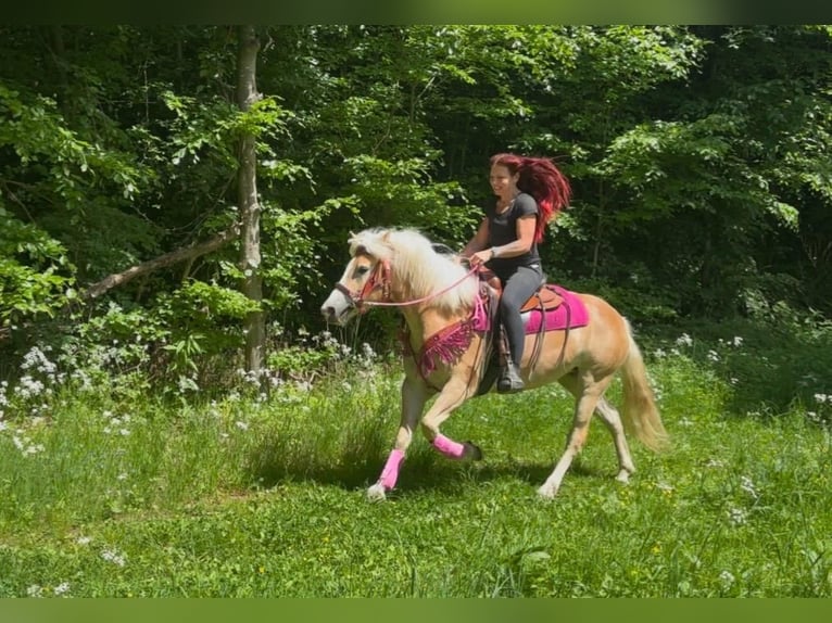 Haflinger Stute 3 Jahre 148 cm Fuchs in Linkenbach