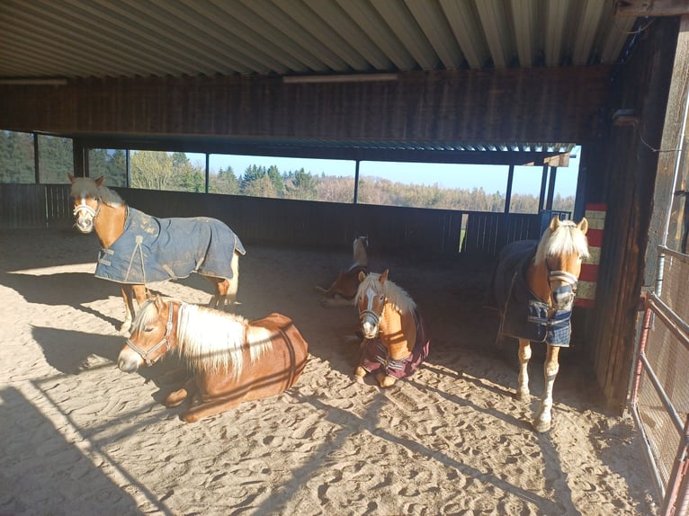 Haflinger Stute 3 Jahre 149 cm Dunkelfuchs in Bretten