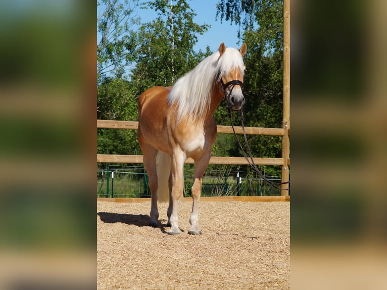 Haflinger Stute 3 Jahre 149 cm Fuchs in Engelsbrand