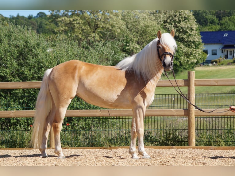 Haflinger Stute 3 Jahre 149 cm Fuchs in Engelsbrand