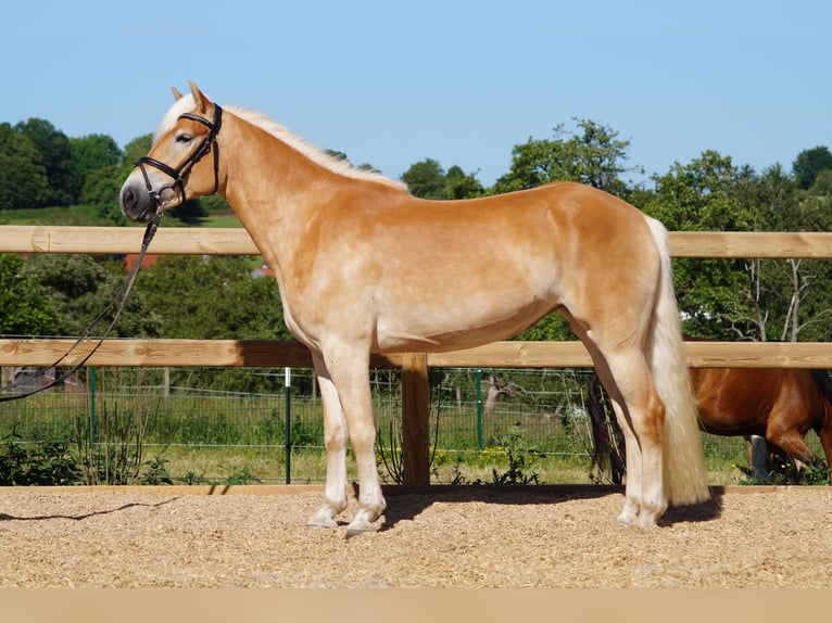 Haflinger Stute 3 Jahre 149 cm Fuchs in Engelsbrand