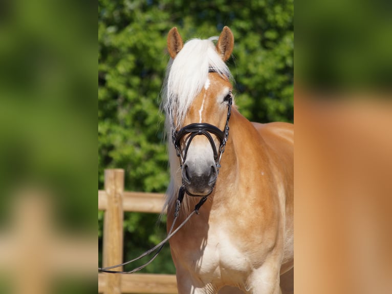 Haflinger Stute 3 Jahre 149 cm Fuchs in Engelsbrand