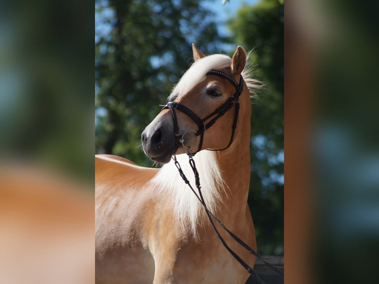 Haflinger Stute 3 Jahre 149 cm Fuchs in Engelsbrand