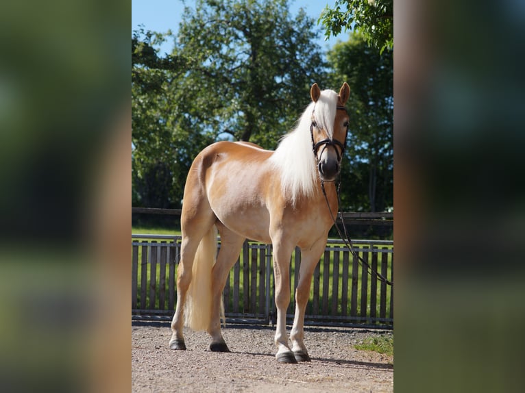 Haflinger Stute 3 Jahre 149 cm Fuchs in Engelsbrand