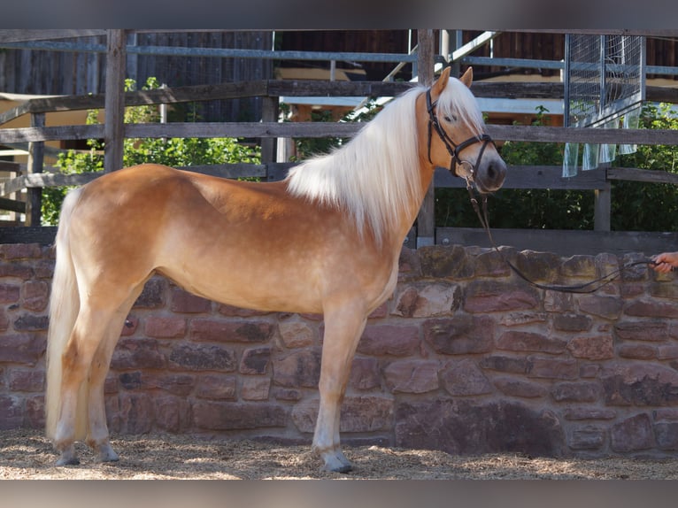 Haflinger Stute 3 Jahre 149 cm Fuchs in Engelsbrand