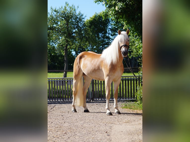 Haflinger Stute 3 Jahre 149 cm Fuchs in Engelsbrand