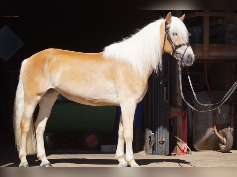 Haflinger Stute 3 Jahre 149 cm Fuchs in Engelsbrand