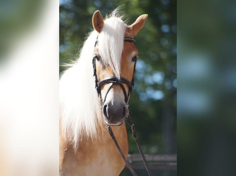Haflinger Stute 3 Jahre 149 cm Fuchs in Engelsbrand
