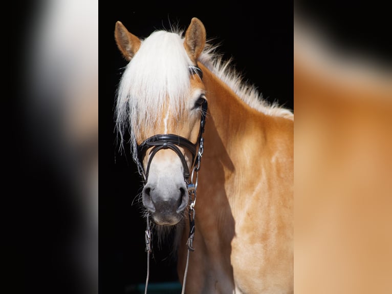 Haflinger Stute 3 Jahre 149 cm Fuchs in Engelsbrand