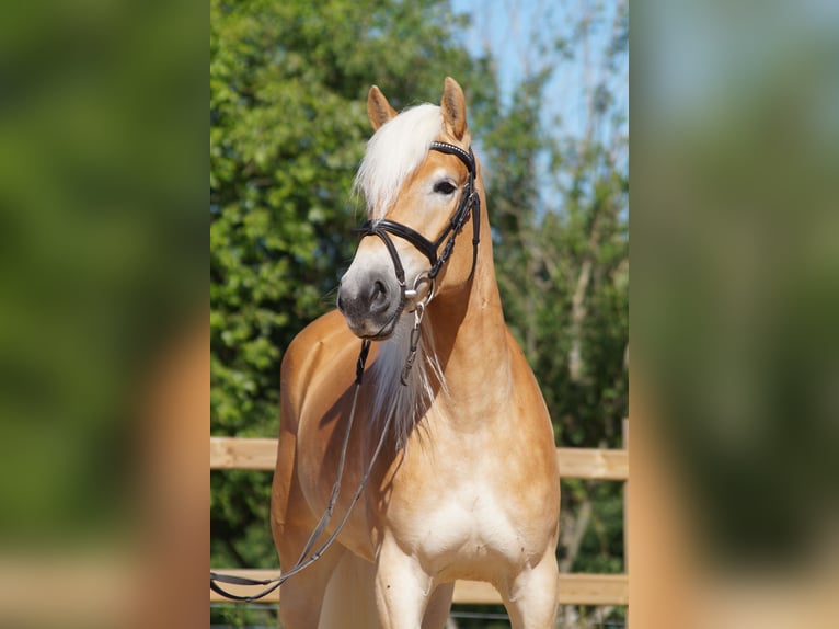 Haflinger Stute 3 Jahre 149 cm Fuchs in Engelsbrand