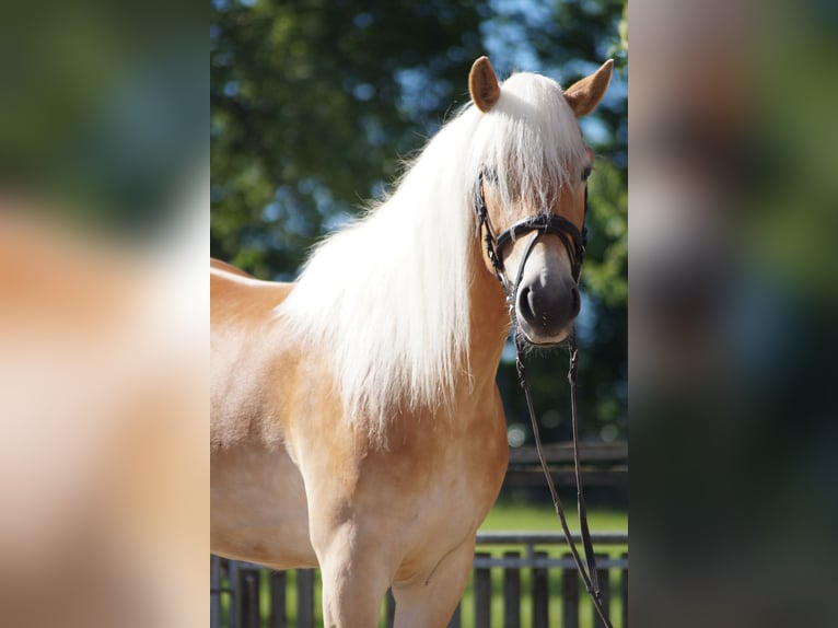 Haflinger Stute 3 Jahre 149 cm Fuchs in Engelsbrand