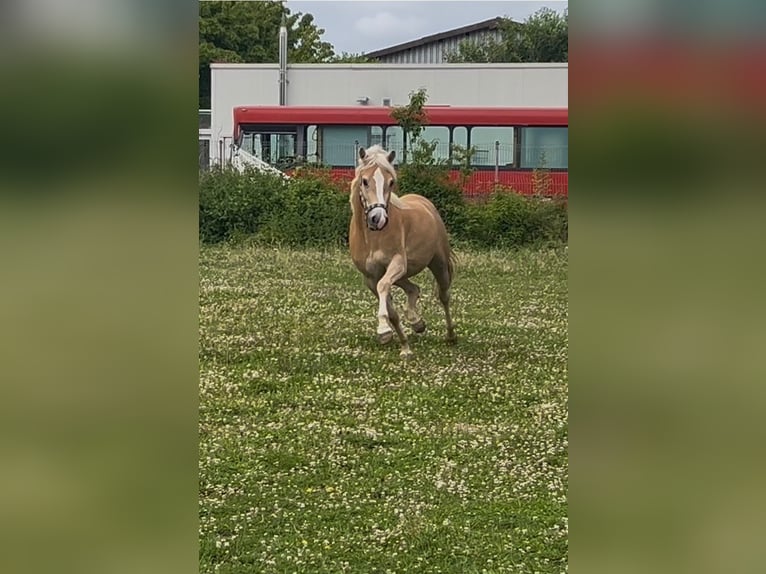 Haflinger Stute 3 Jahre 149 cm Fuchs in Niederzier
