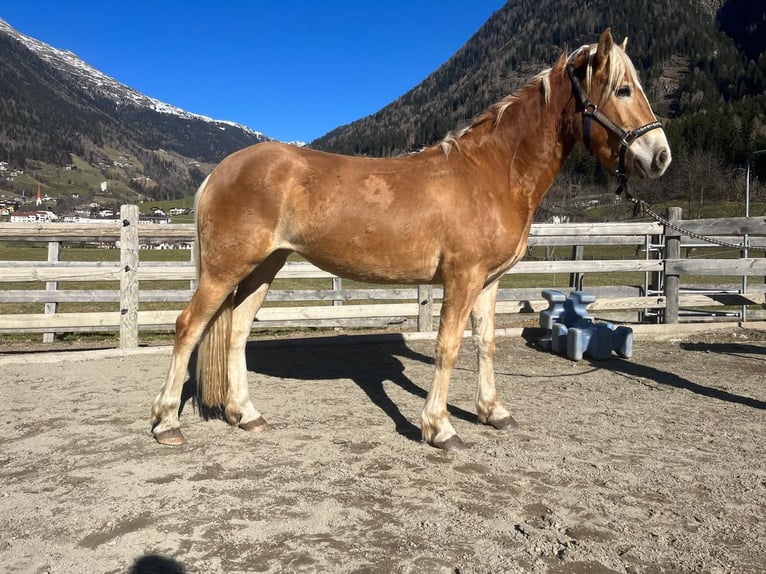 Haflinger Stute 3 Jahre 150 cm in St.Leonhard in Passeier
