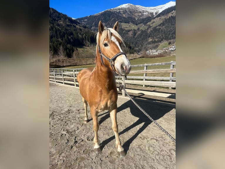 Haflinger Stute 3 Jahre 150 cm in St.Leonhard in Passeier