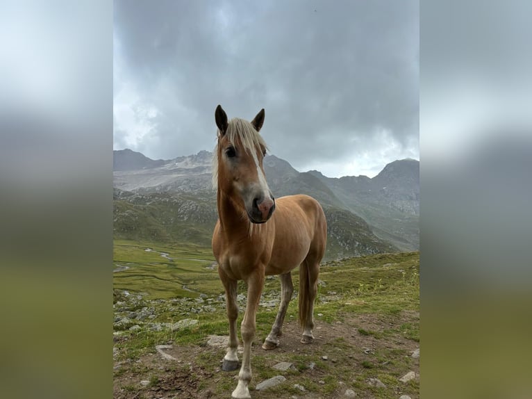 Haflinger Stute 3 Jahre 150 cm in St.Leonhard in Passeier