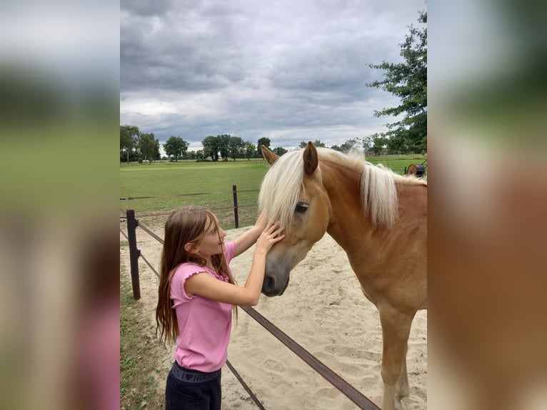 Haflinger Stute 3 Jahre 150 cm in Halle
