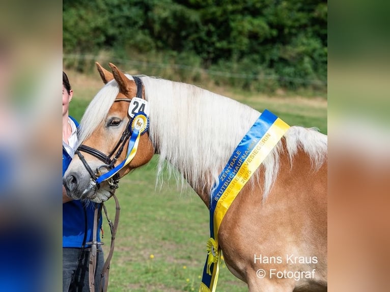 Haflinger Stute 3 Jahre 150 cm Fuchs in Raglitz