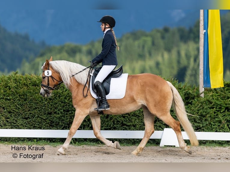 Haflinger Stute 3 Jahre 150 cm Fuchs in Raglitz
