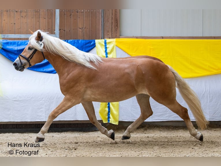 Haflinger Stute 3 Jahre 150 cm Fuchs in Raglitz