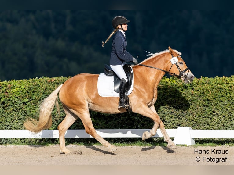 Haflinger Stute 3 Jahre 150 cm Fuchs in Raglitz