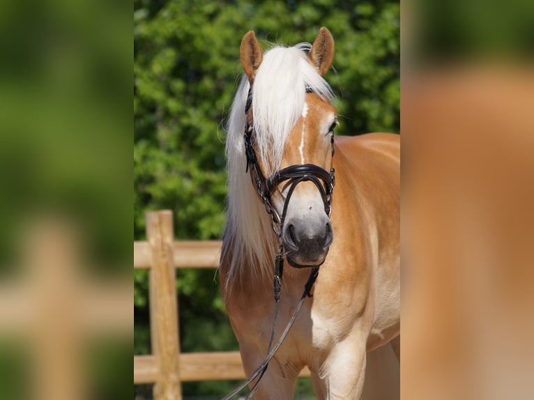Haflinger Stute 3 Jahre 150 cm Fuchs in Engelsbrand