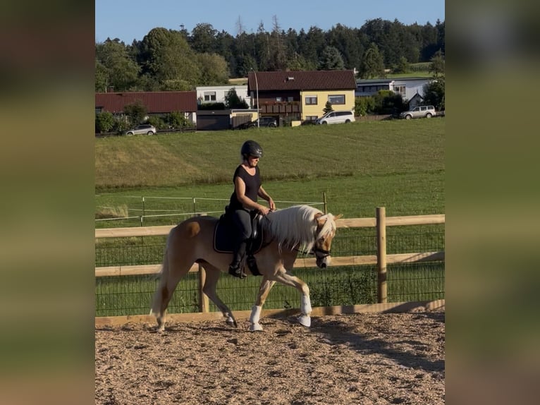 Haflinger Stute 3 Jahre 150 cm Fuchs in Engelsbrand