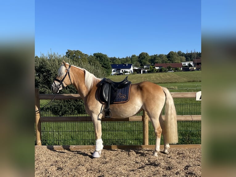 Haflinger Stute 3 Jahre 150 cm Fuchs in Engelsbrand